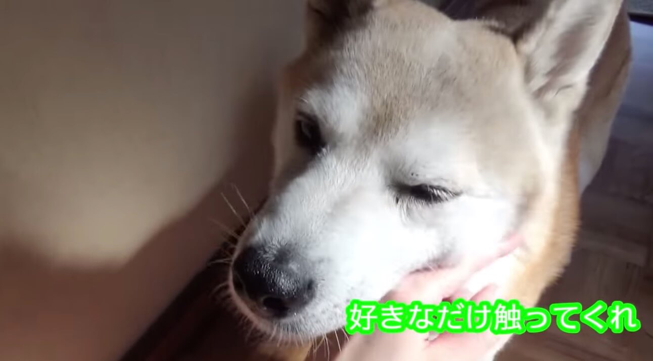 柴犬,YouTube