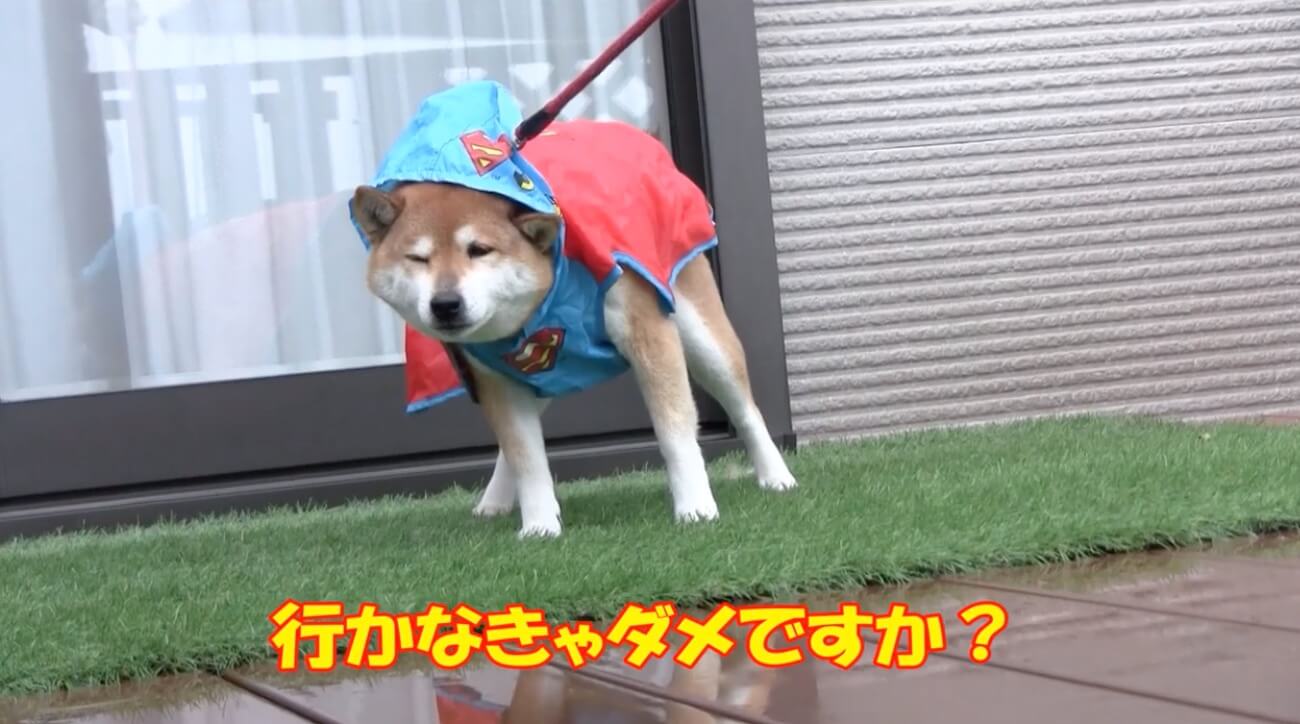 柴犬,YouTube