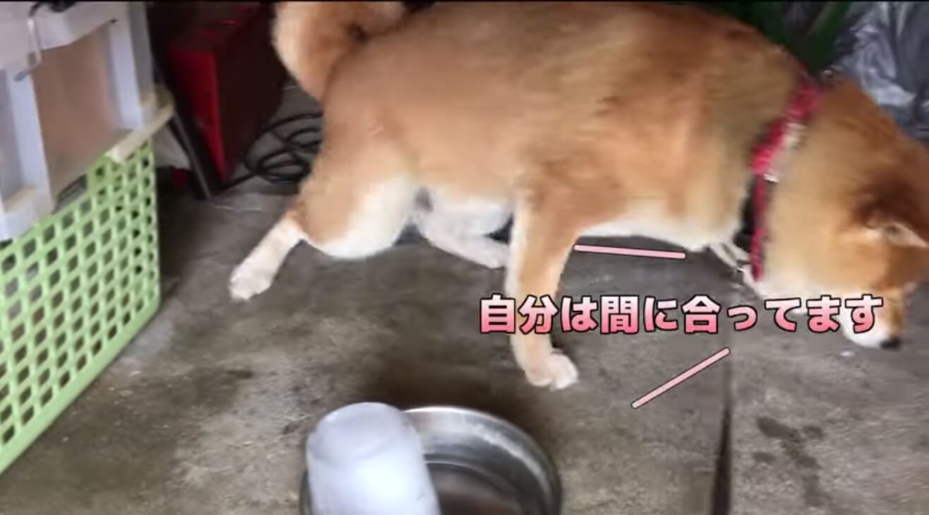 柴犬,YouTube