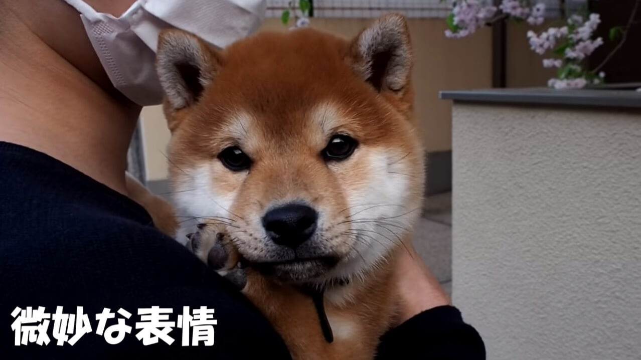 柴犬,YouTube