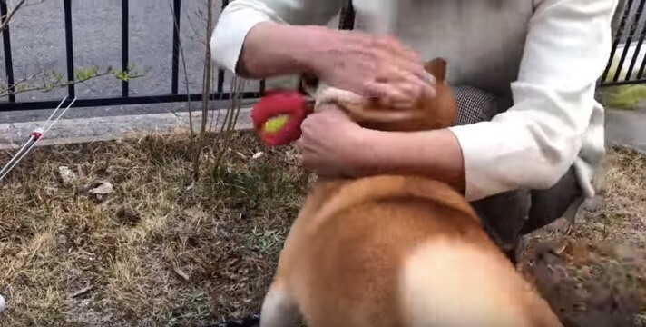 柴犬,YouTube