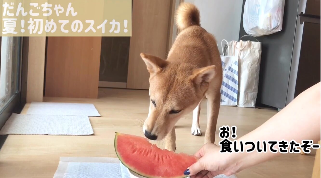 柴犬,YouTube