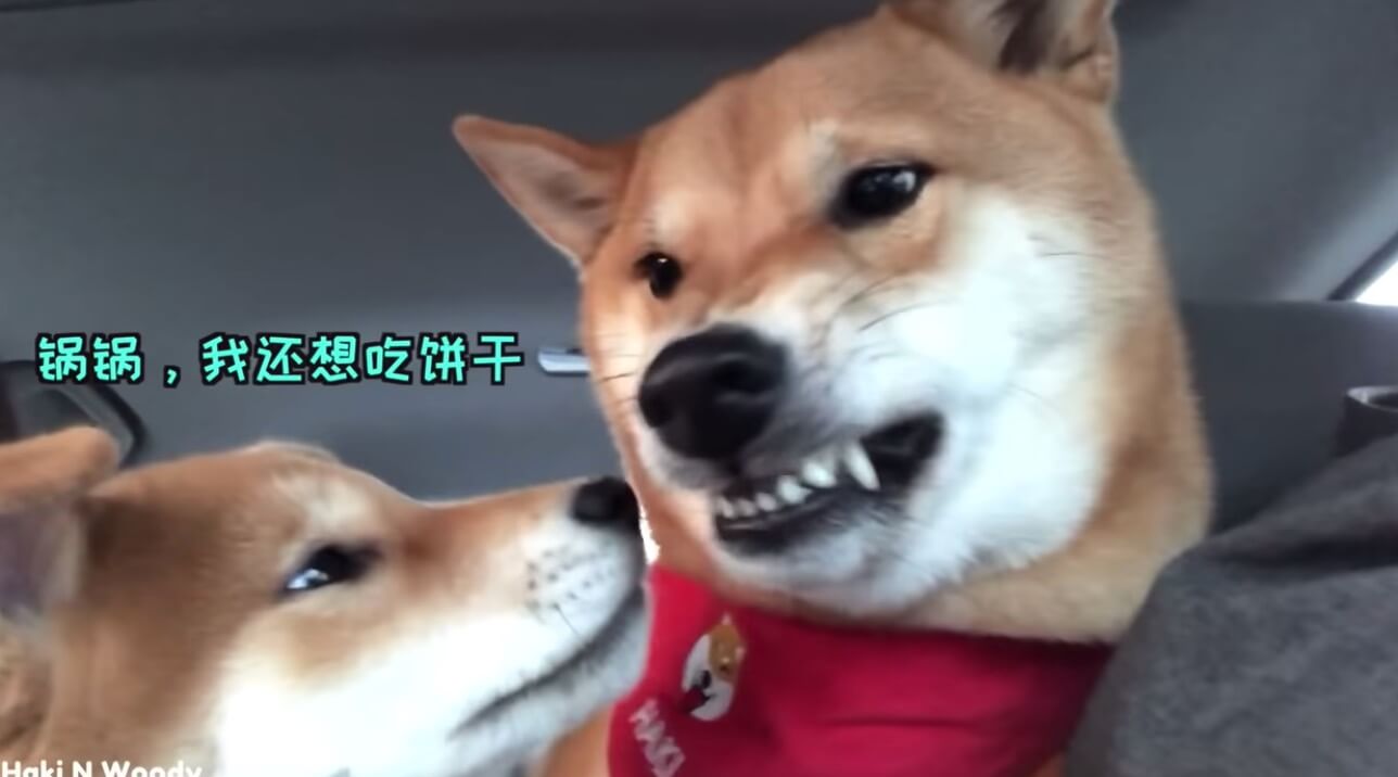 柴犬,YouTube