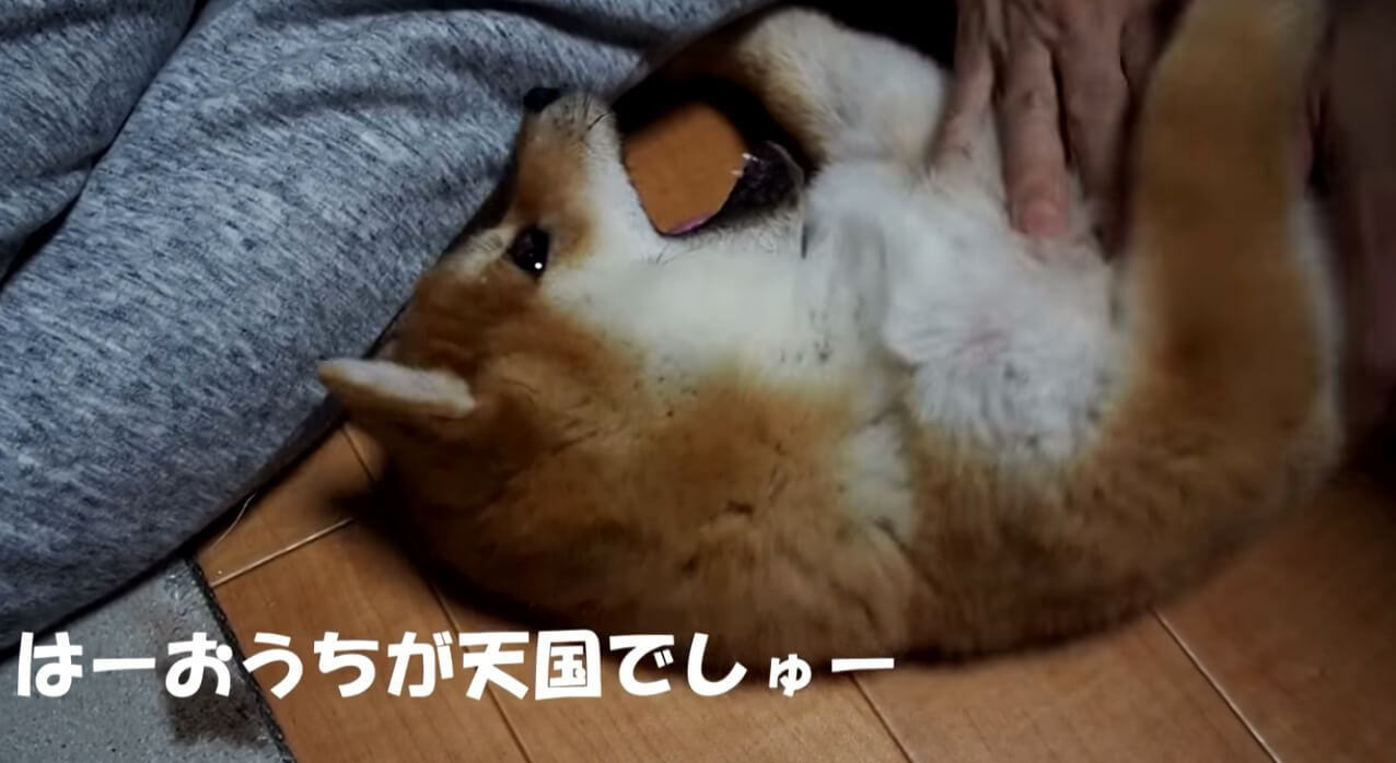 柴犬,YouTube