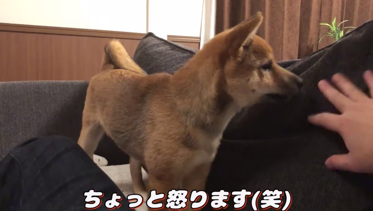 柴犬,YouTube