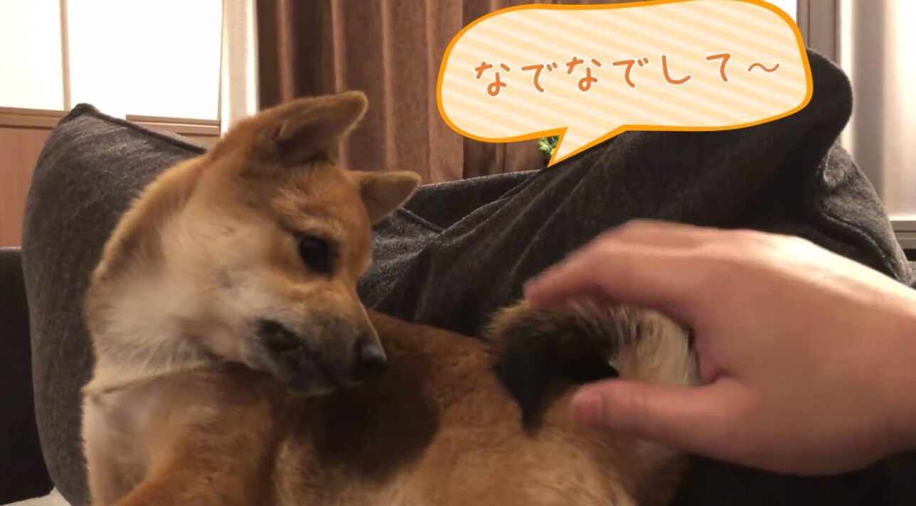 柴犬,YouTube