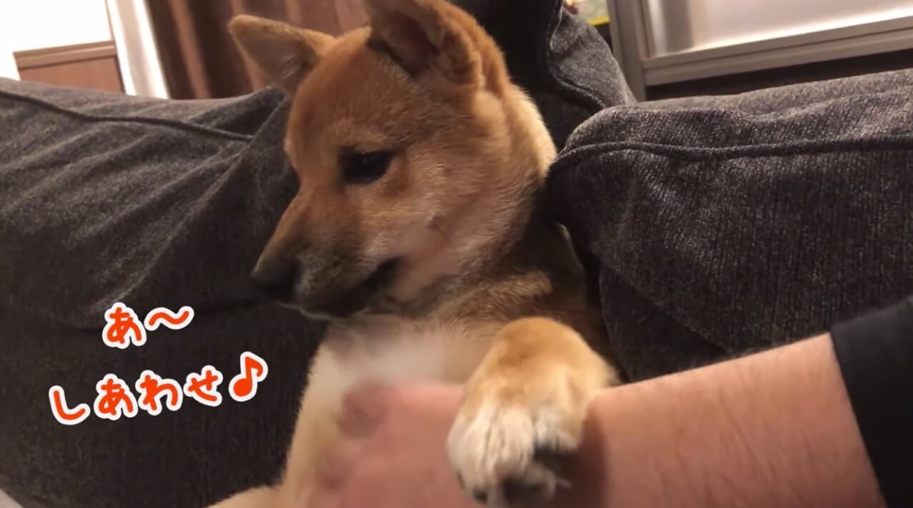 柴犬,YouTube