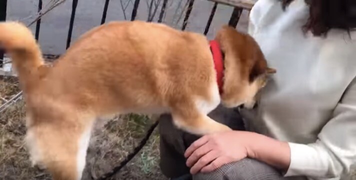 柴犬,YouTube