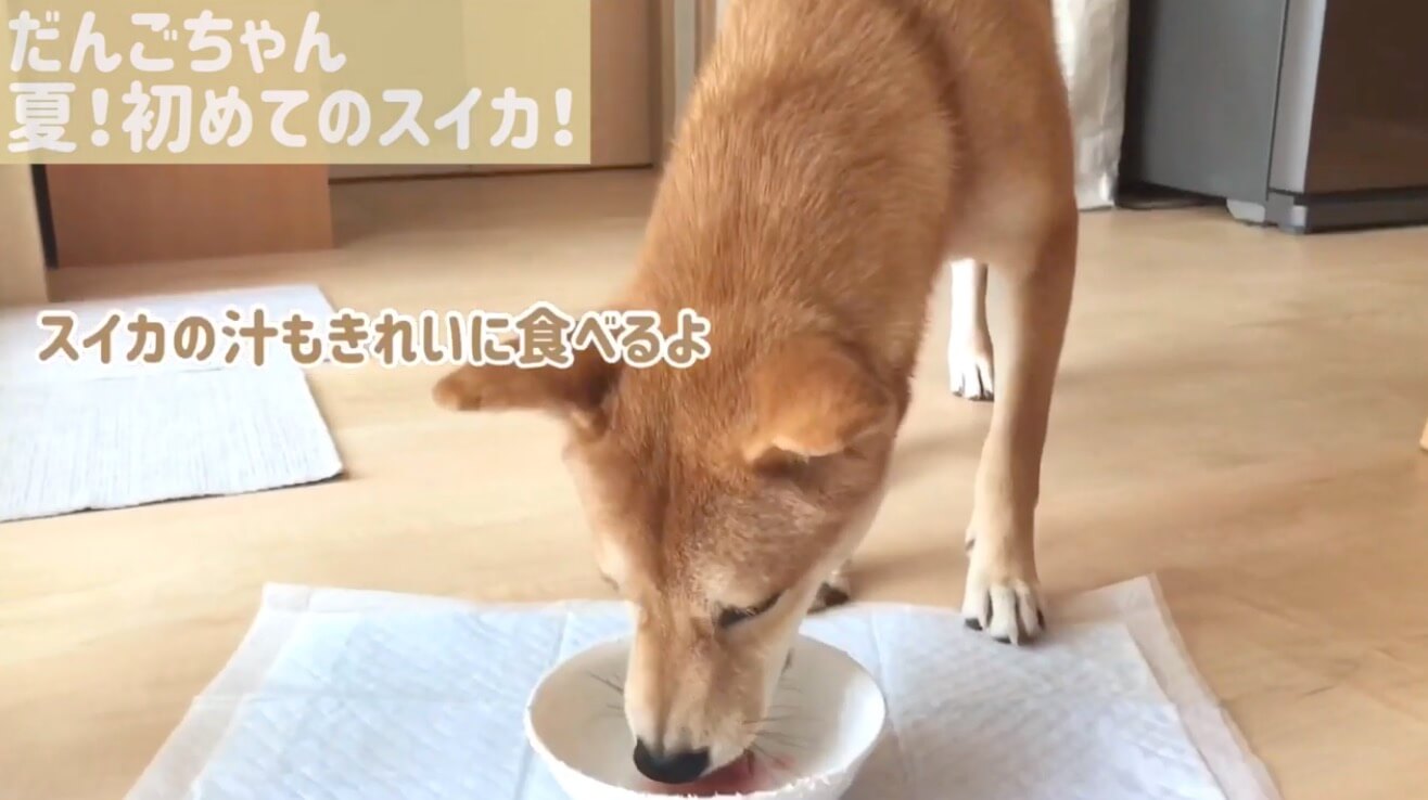 柴犬,YouTube
