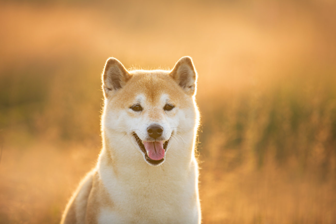 柴犬,ペットシッター,ぱうわん