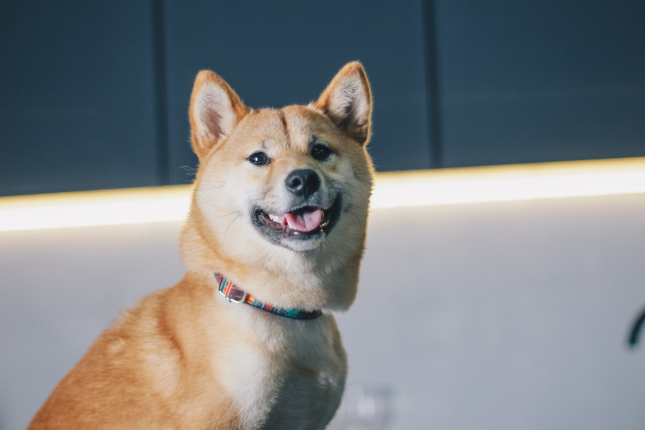 柴犬,ペットシッター,ぱうわん