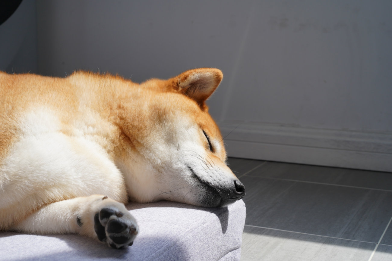 柴犬,ペットシッター,ぱうわん