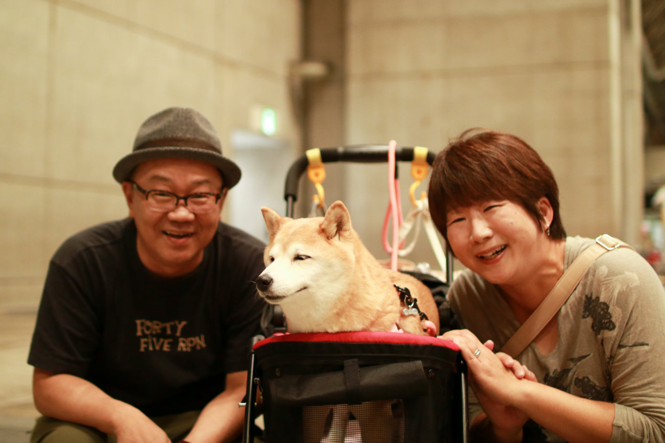 柴犬,カートラジャパン2019