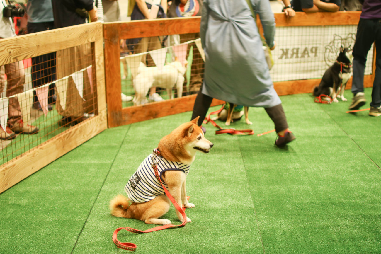 柴犬,カートラジャパン2019