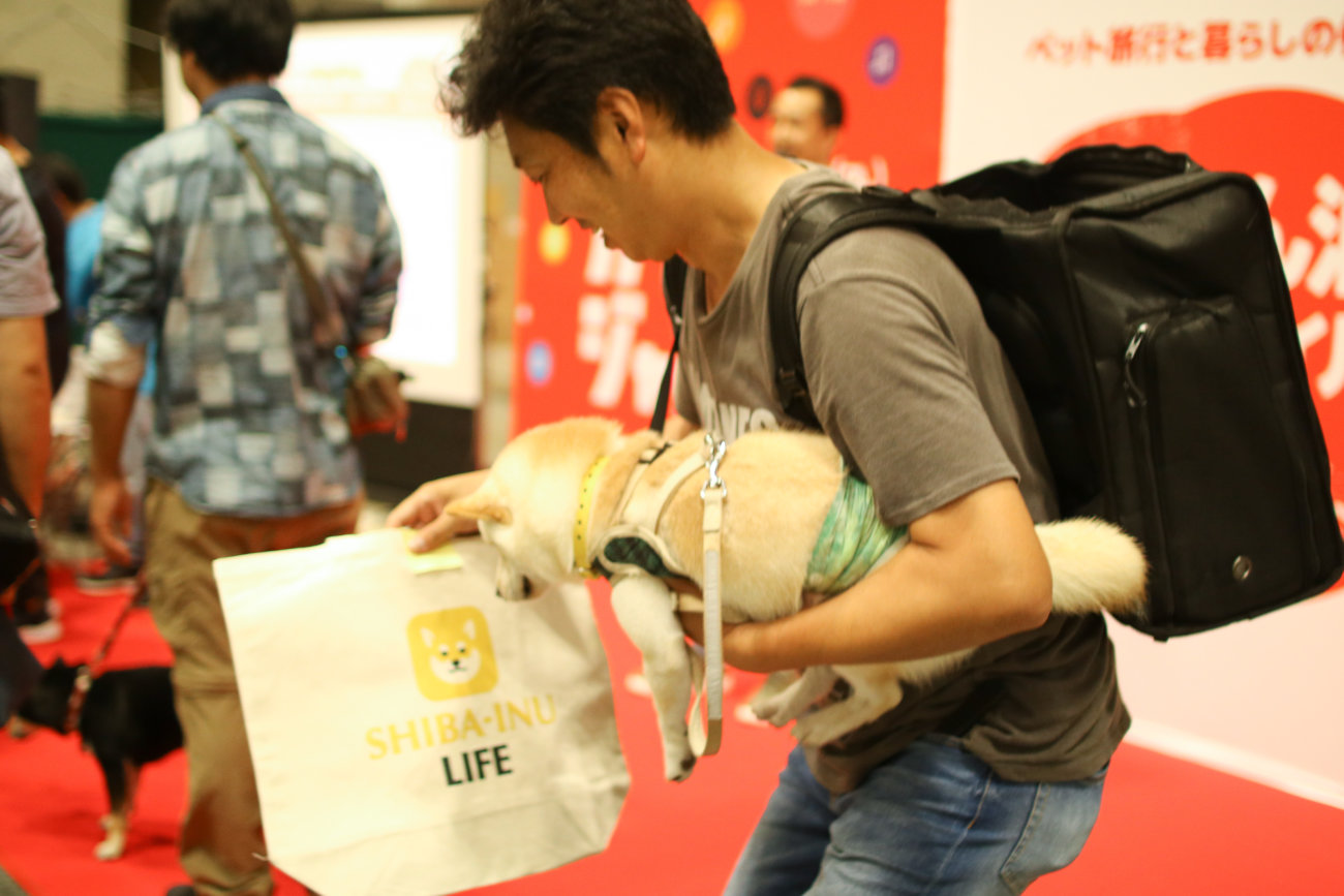 柴犬,カートラジャパン2019