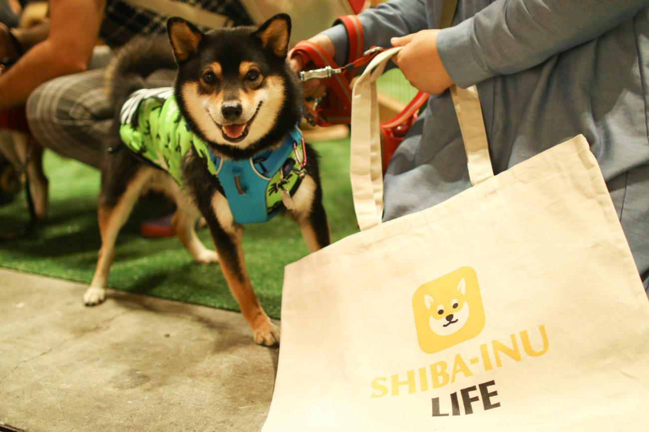 柴犬,カートラジャパン2019