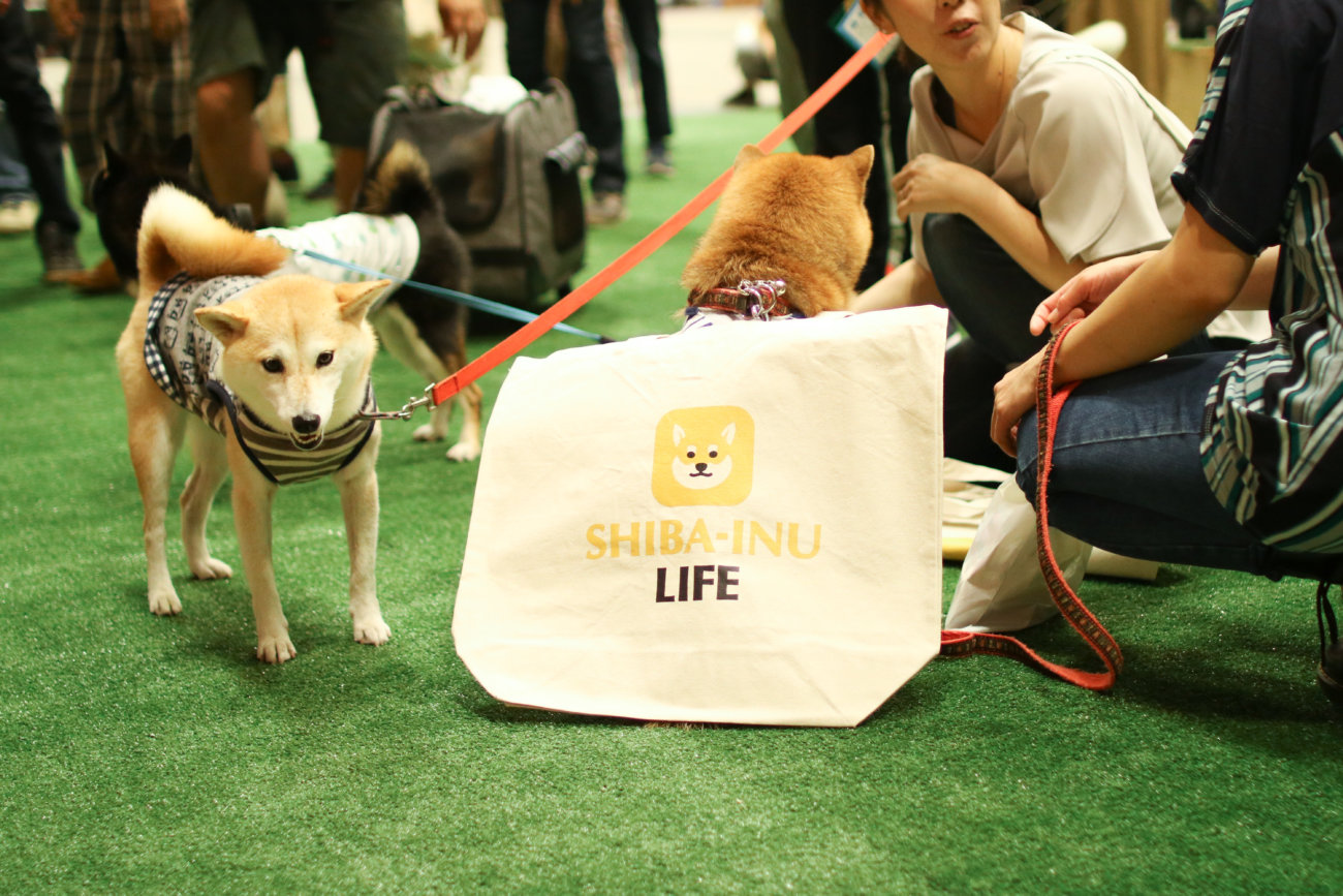 柴犬,カートラジャパン2019