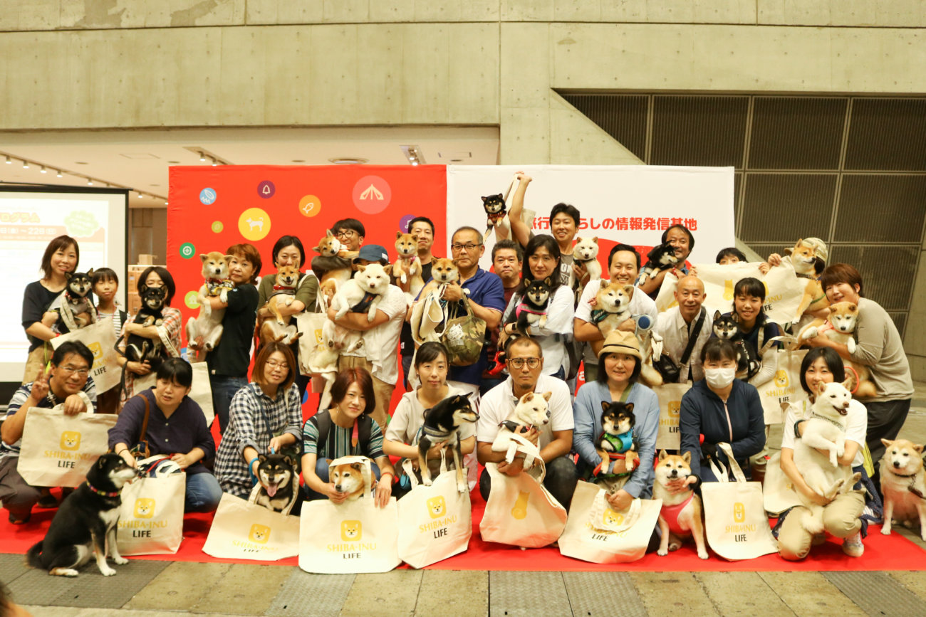 柴犬,カートラジャパン2019