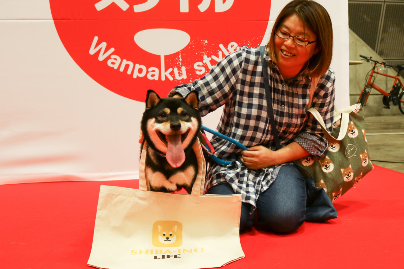 柴犬,カートラジャパン2019