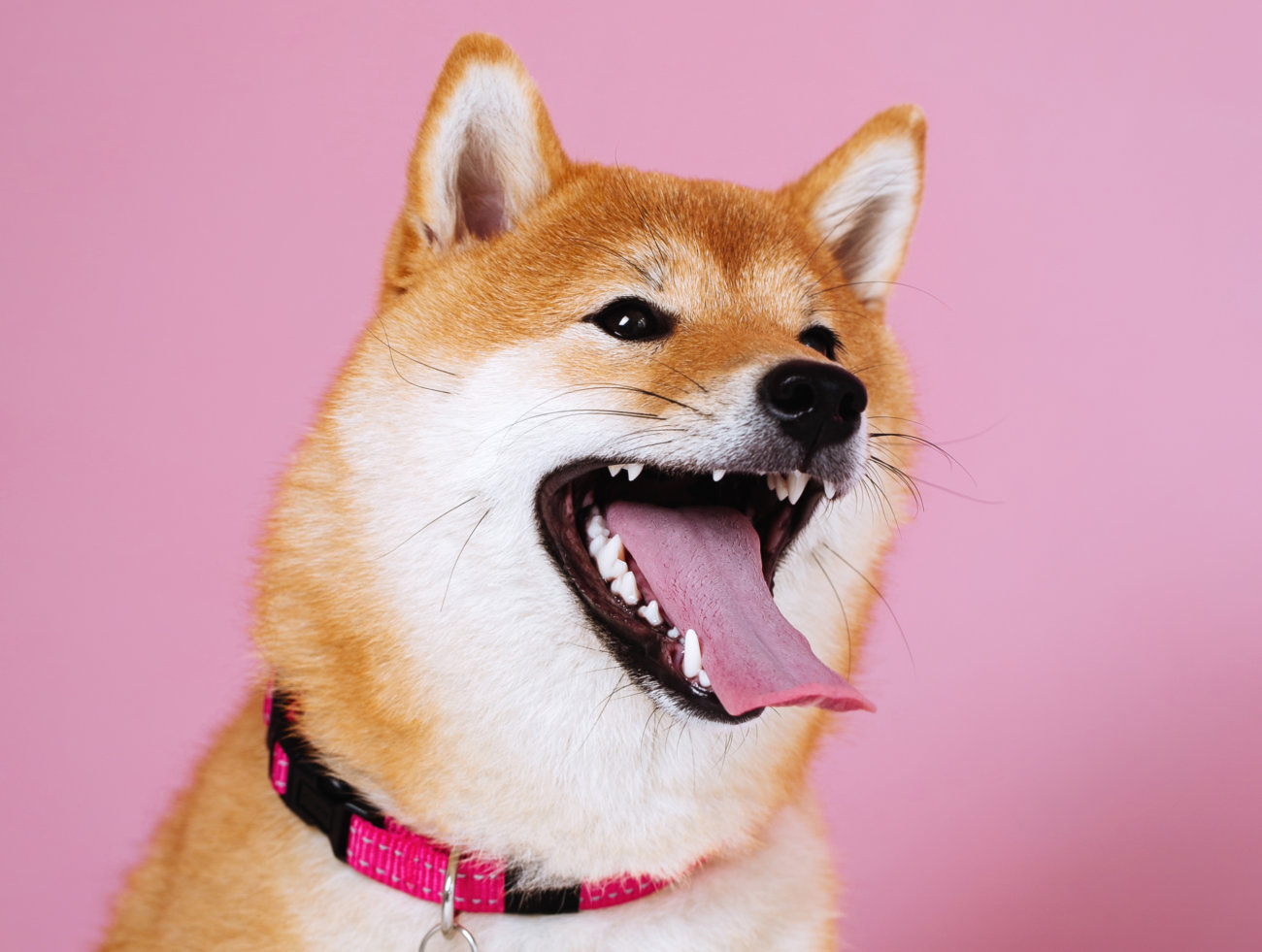 カートラジャパン,柴犬