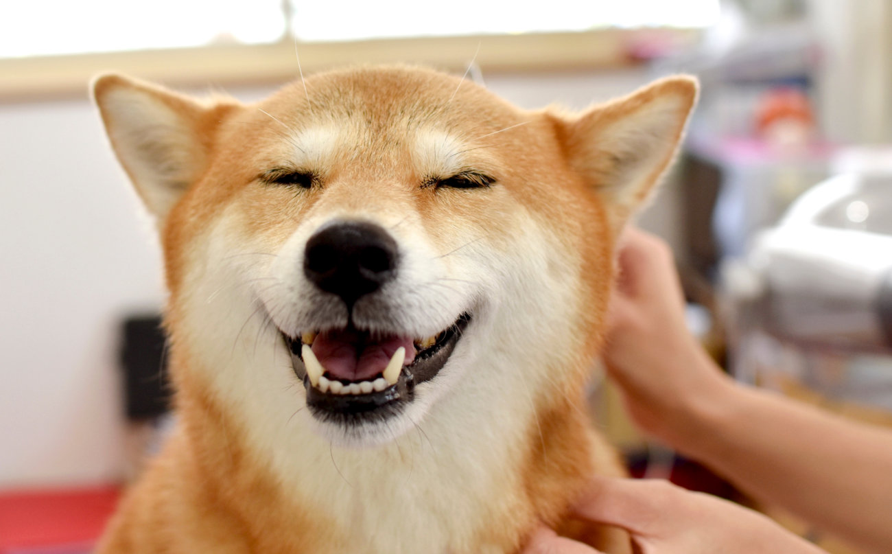 ペットシッター,柴犬