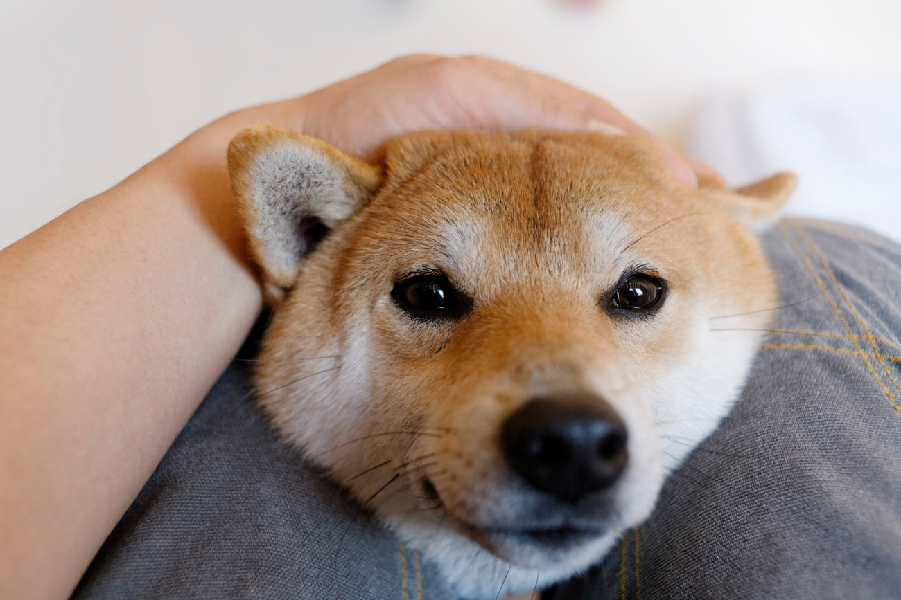 柴犬,ペットシッター,ぱうわん