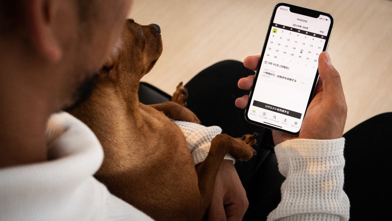 柴犬,ペットシッター,ぱうわん