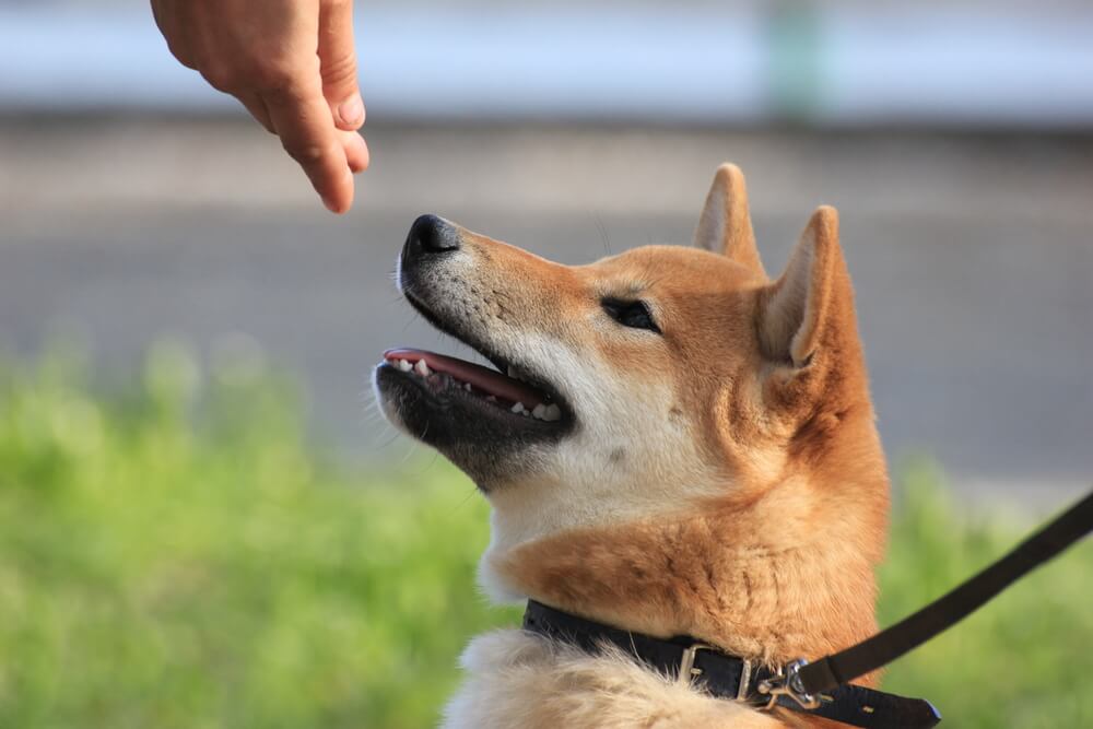 柴犬