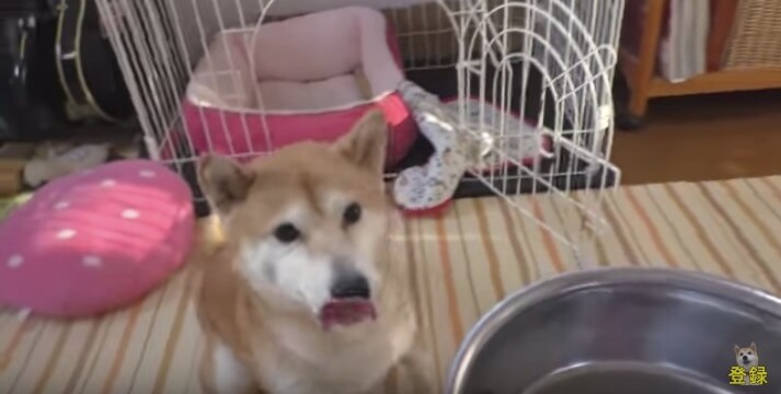 柴犬,YouTube
