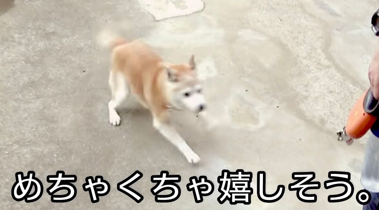 柴犬,YouTube