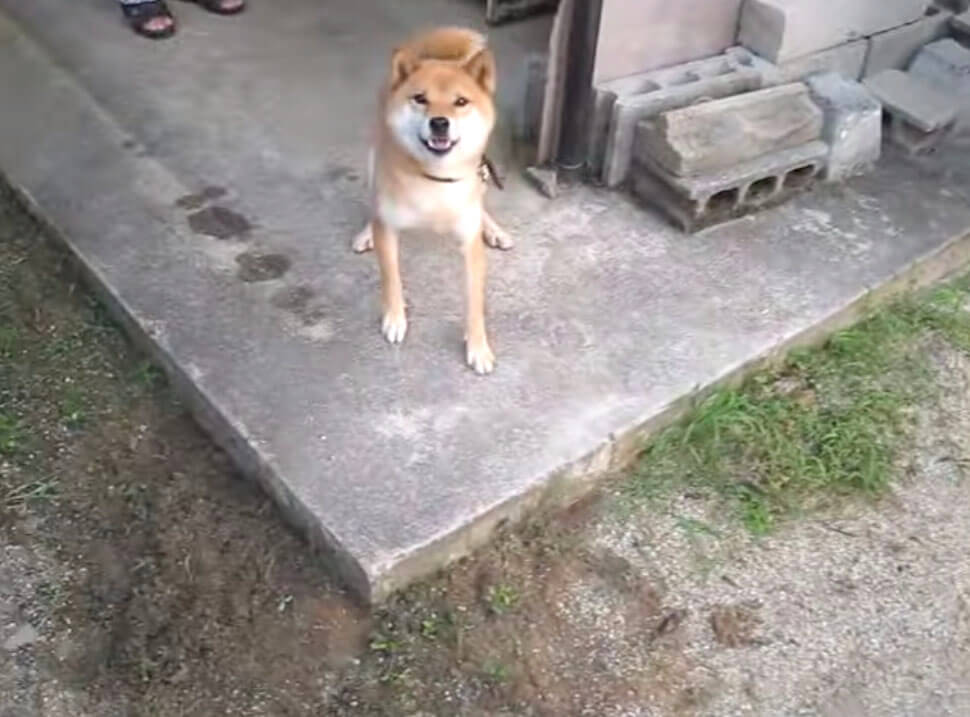 柴犬,YouTube