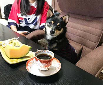 柴犬,Instagram