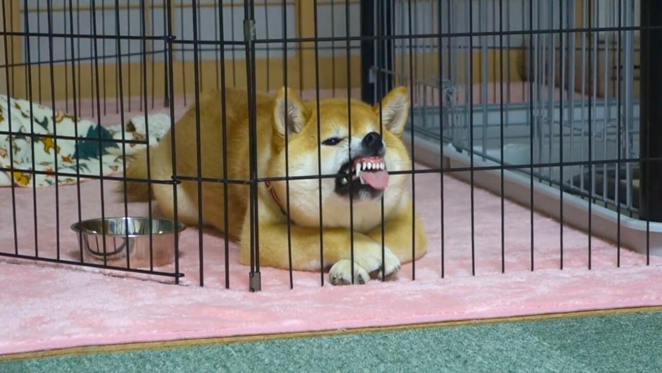 飼い主のご飯時、柴犬がケージの中からすごく冷静に、すごい顔して強め