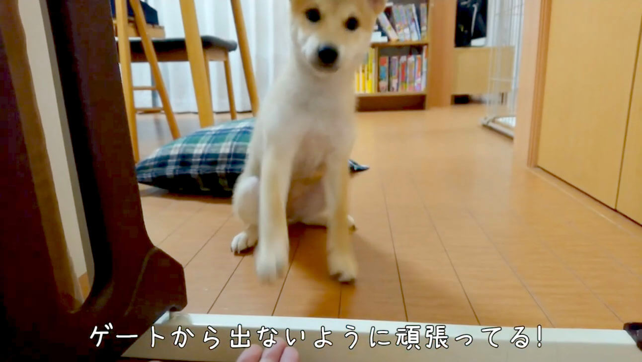 柴犬,YouTube