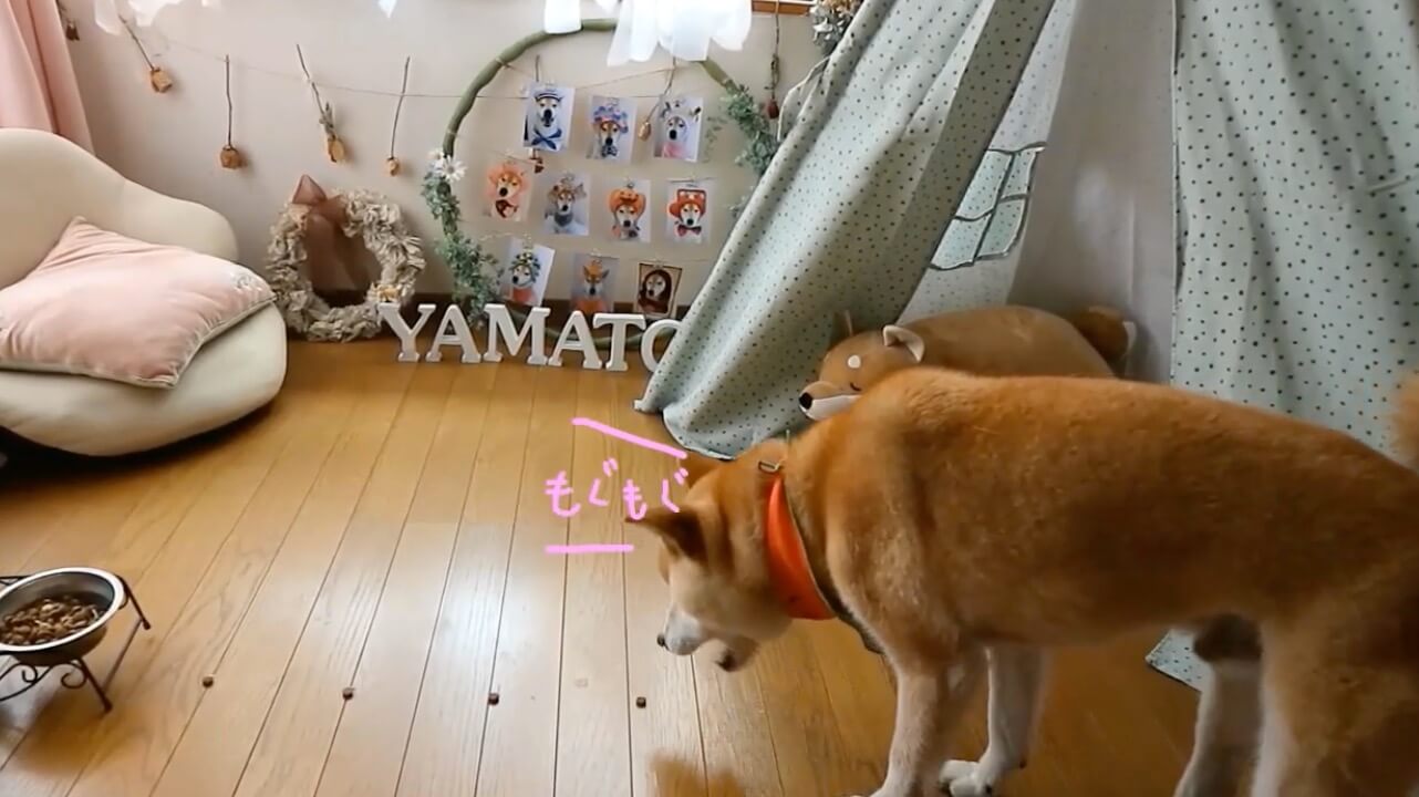 柴犬,YouTube