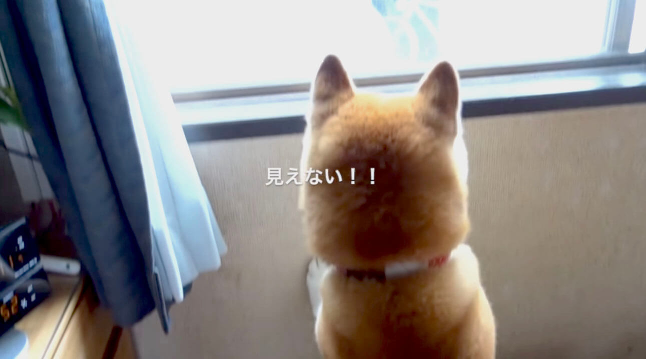 柴犬,YouTube