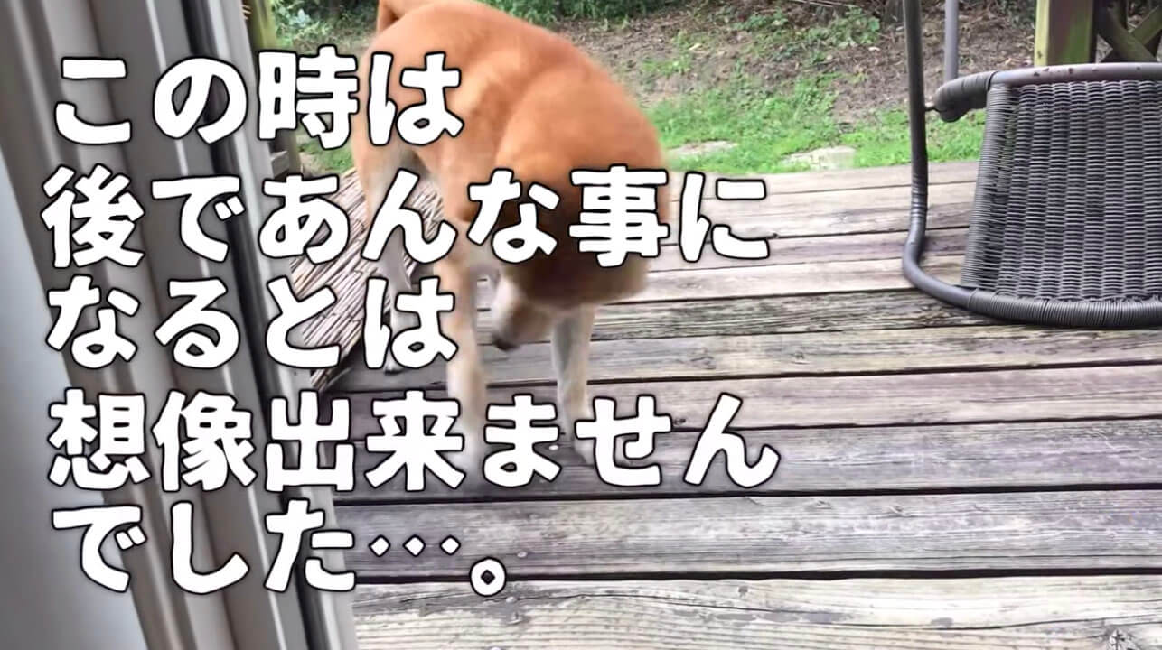 柴犬,YouTube
