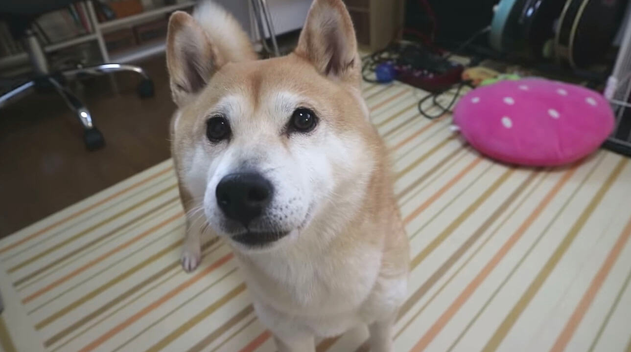 柴犬,YouTube