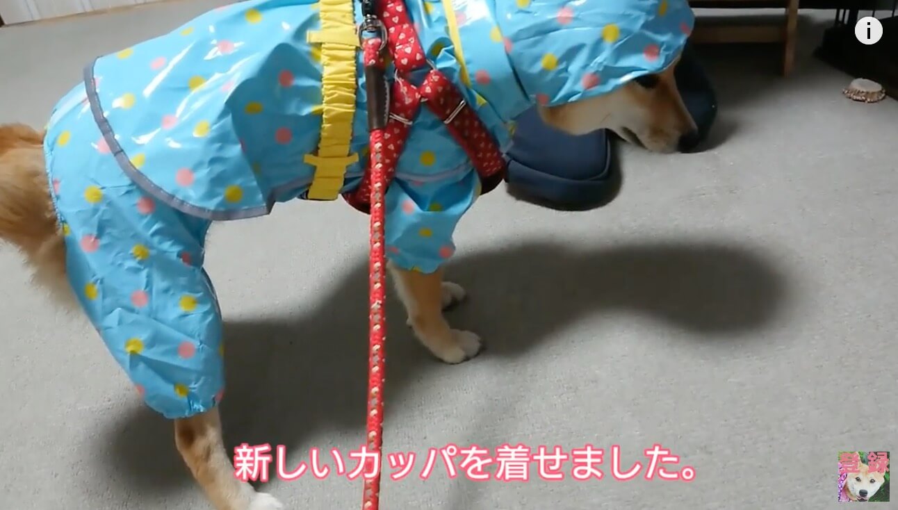 柴犬,YouTube
