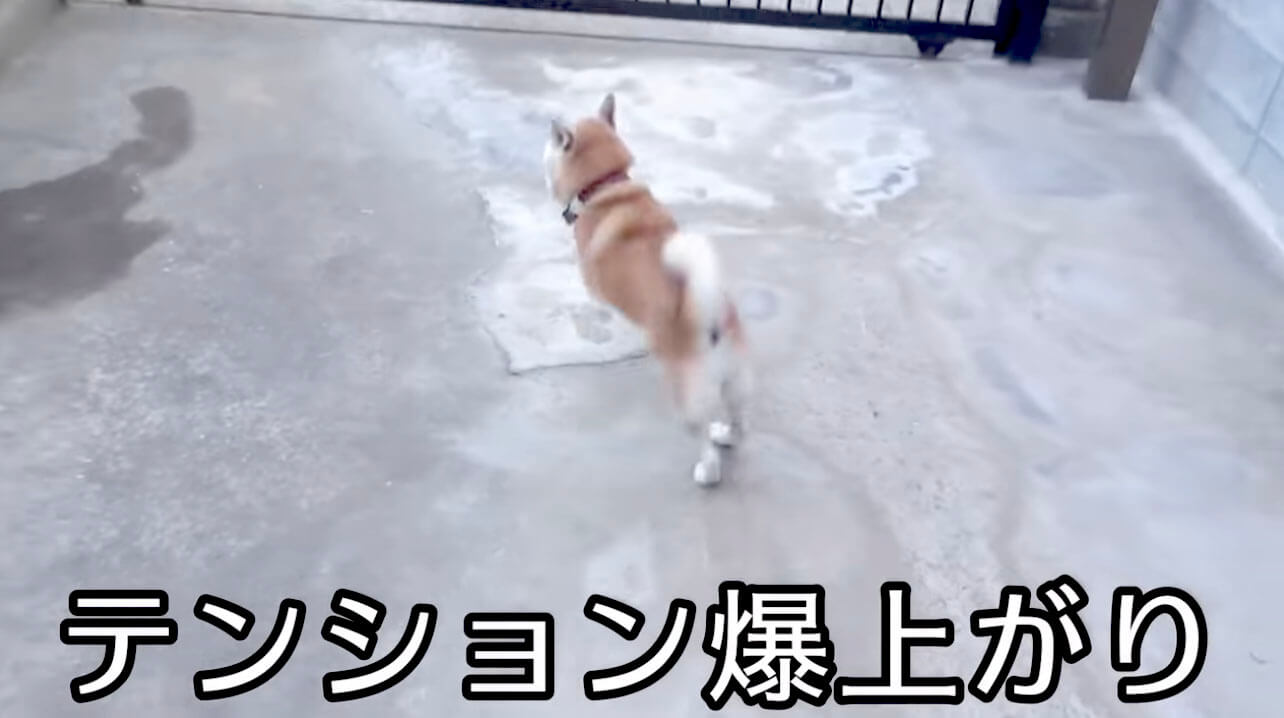 柴犬,YouTube