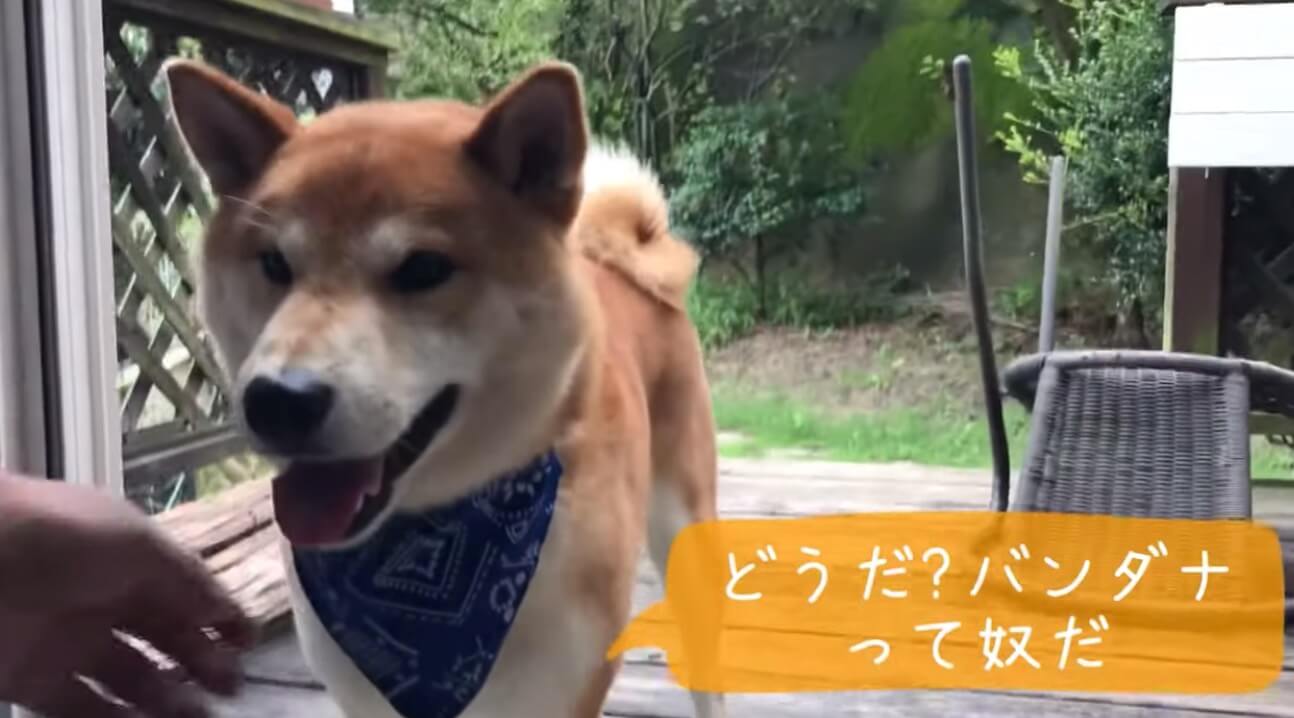 柴犬,YouTube