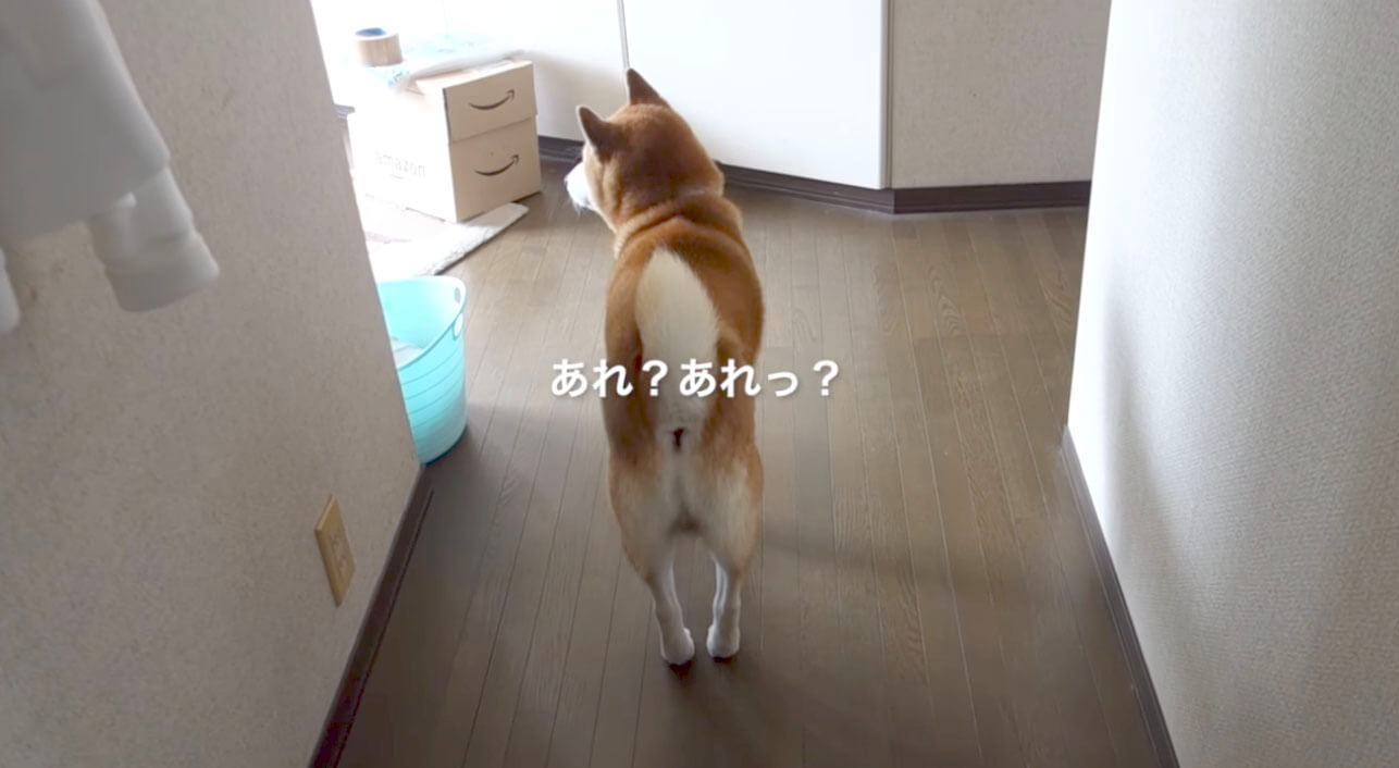 柴犬,YouTube