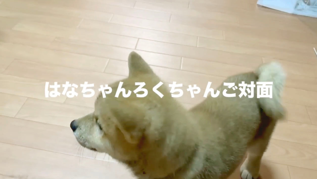 柴犬,YouTube