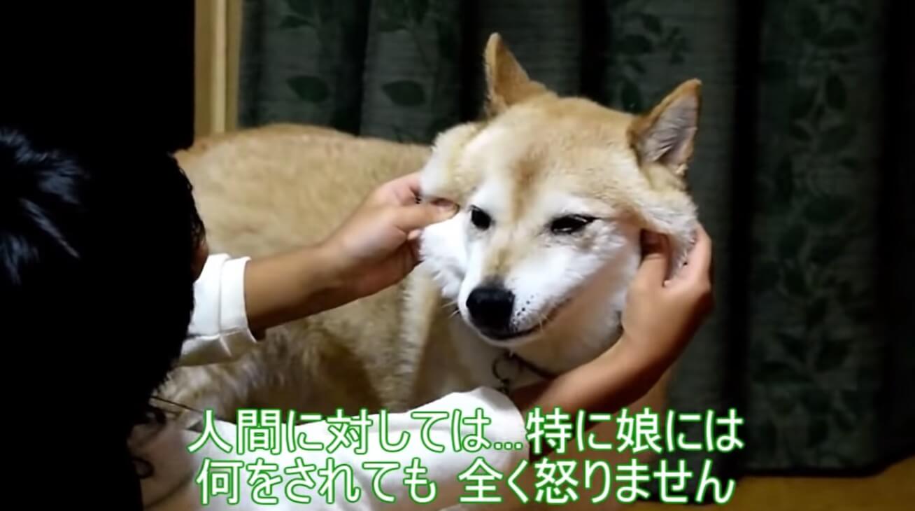 柴犬,YouTube