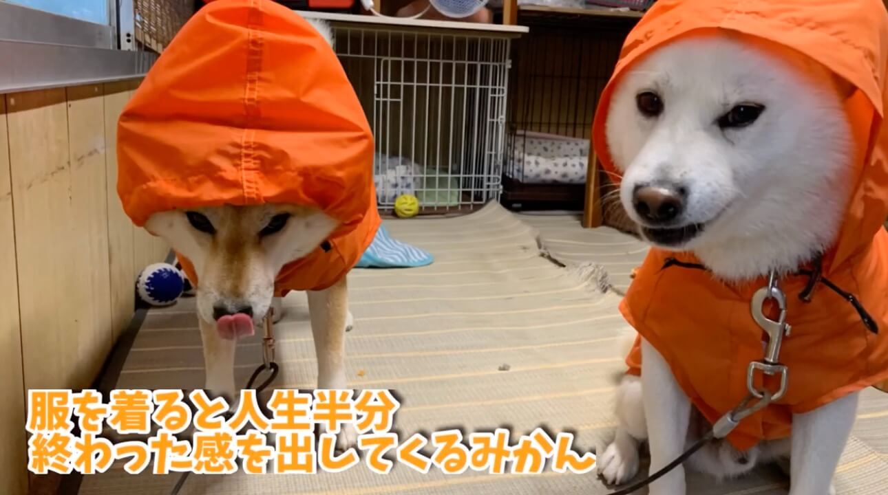 柴犬,YouTube