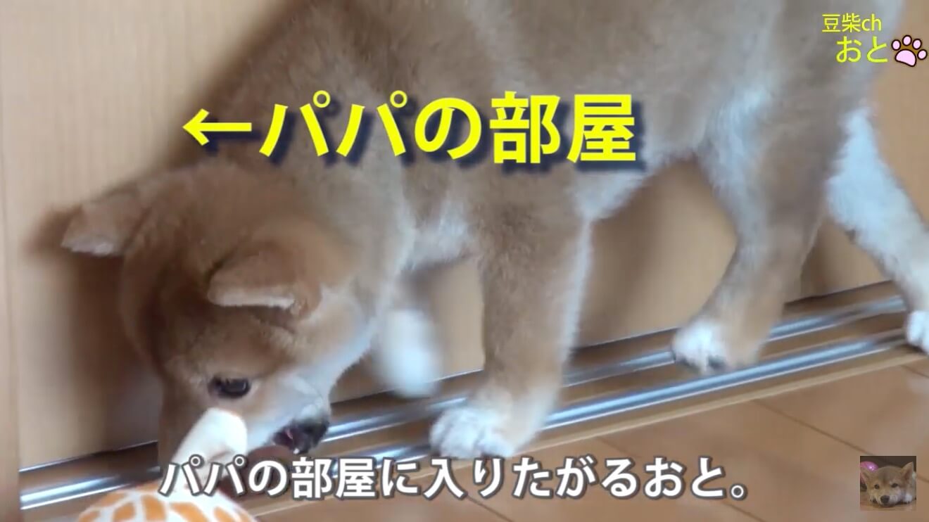 柴犬,YouTube
