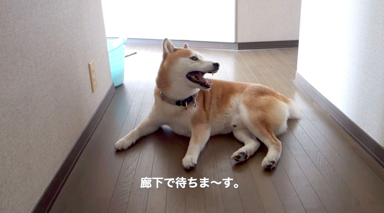柴犬,YouTube