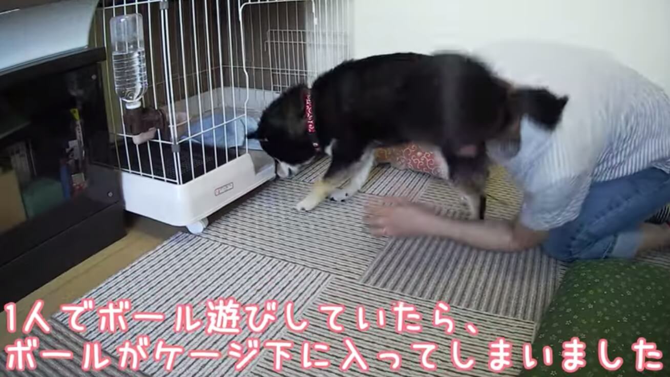 柴犬,YouTube