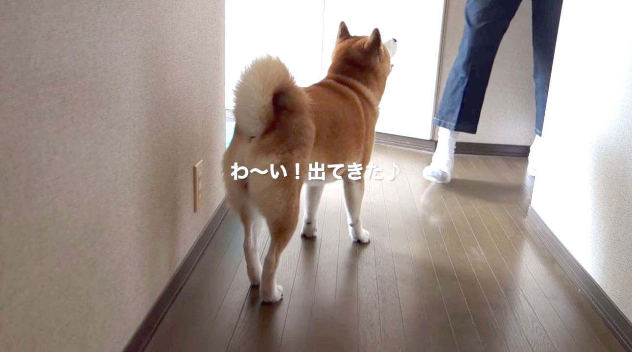 柴犬,YouTube