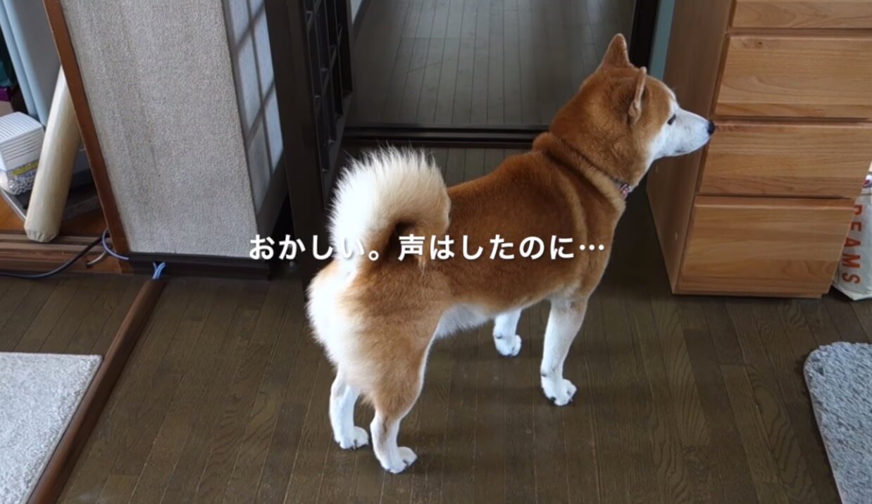 柴犬,YouTube